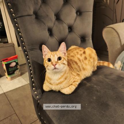 Photo 1/1 Chat trouvé Trouvé à Sevran