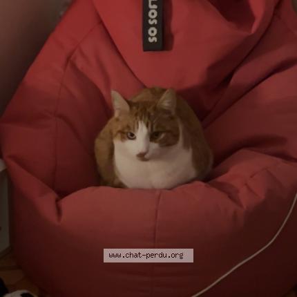 Photo 1/1 Shantaram Chat perdu à Veytaux