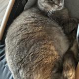 Photo de chat perdu à Evregnies