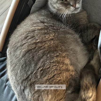 Photo 1/1 Prince Chat perdu à Evregnies