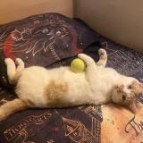 Photo de chat perdu à Viry Chatillon