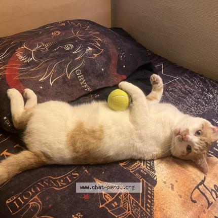 Photo 1/1 Uli Chat perdu à Viry chatillon