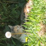 Photo de chat perdu à Chateau Gontier