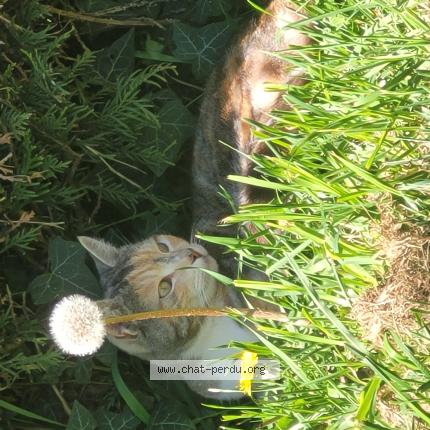 Photo 1/1 Kiwi Chat perdu à Chateau gontier