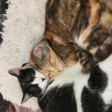 Photo de chat perdu à Chateau Gontier