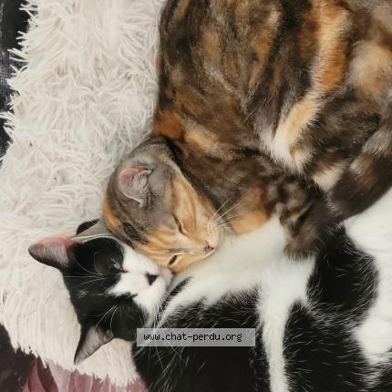 Photo 1/1 Nala Chat perdu à Chateau gontier