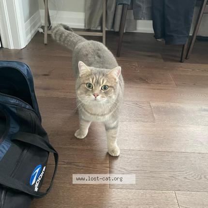 Photo 1/1 Chat retrouvé Perdu à Bradford