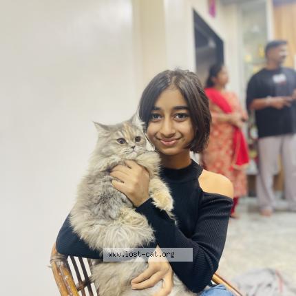 Photo 1/1 Mishy Chat perdu à Surat