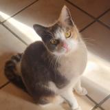 Photo de chat trouvé à Lauret Gam Vert Par La