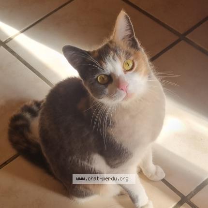 Photo 1/1 Chat trouvé Trouvé à Lauret gam vert par la