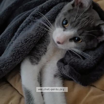 Photo 1/1 Chat retrouvé Perdu à Bourg les valence