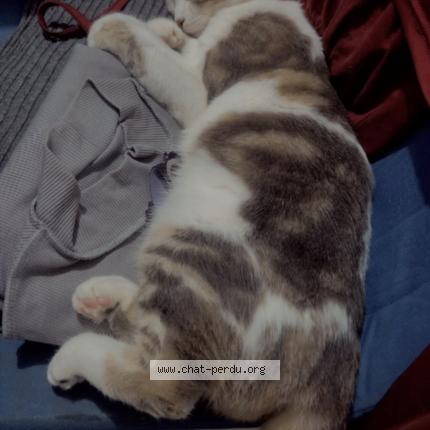 Photo 1/1 Chat retrouvé Perdu à Tours