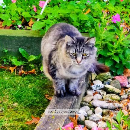 Photo 1/1 Chat trouvé Trouvé à Sandwich