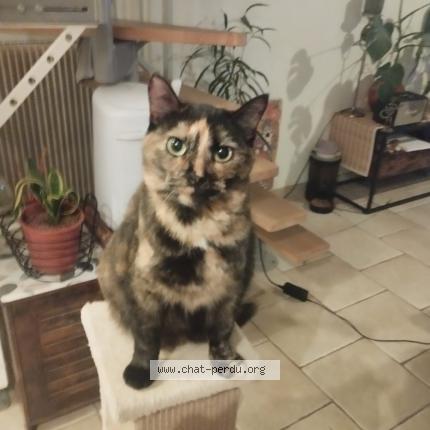 Photo 1/1 Chat retrouvé Perdu à Noe