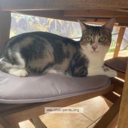 Photo 1/1 Chat retrouvé Perdu à Dienville