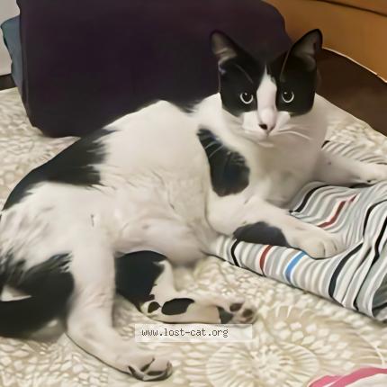 Photo 1/5 Tukku Chat perdu à Calicut