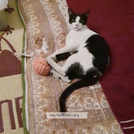 Photo 2/5 Tukku Chat perdu à Calicut