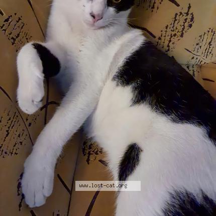 Photo 3/5 Tukku Chat perdu à Calicut