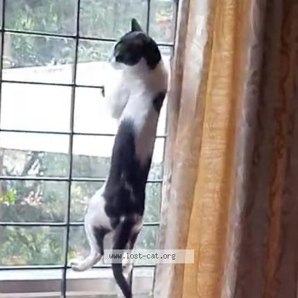 Photo 4/5 Tukku Chat perdu à Calicut