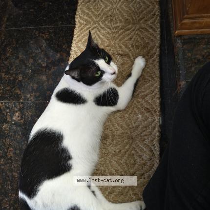 Photo 5/5 Tukku Chat perdu à Calicut