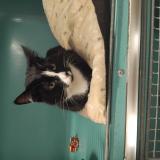 Photo de chat perdu à Saint Affrique