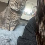 Photo de chat perdu à Langunan