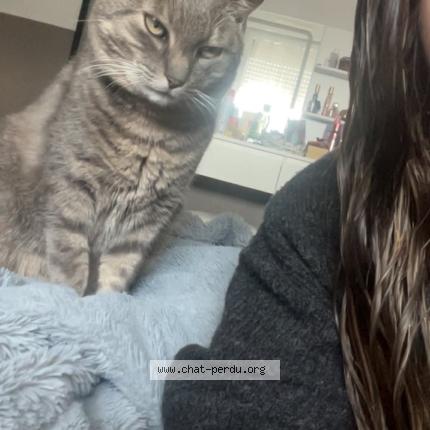 Photo 1/1 Prince Chat perdu à Langunan