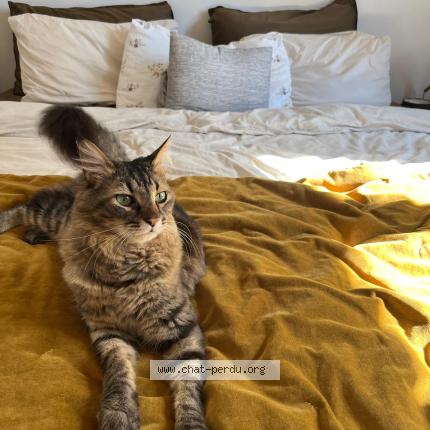 Photo 1/1 Chat retrouvé Perdu à Nice