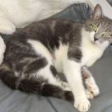 Photo de chat perdu à Miserey Salines