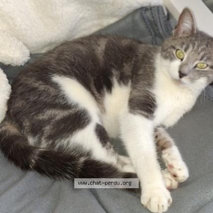 Photo 1/1 VAGABON Chat perdu à Miserey salines