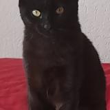 Photo de chat perdu à Beauvais