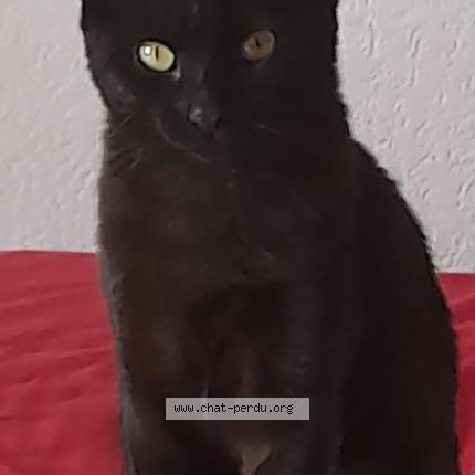 Photo 1/1 SMAÏLY Chat perdu à Beauvais