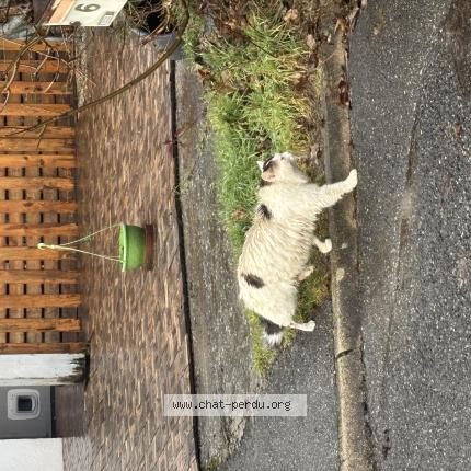 Photo 1/1 Chat trouvé Trouvé à Seynod