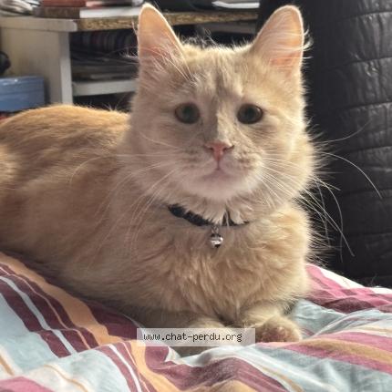 Photo 1/1 Chat retrouvé Perdu à Clermont l herault