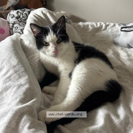 Photo 1/1 Chat retrouvé Perdu à Limoges