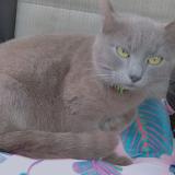 Photo de chat perdu à Saint Vallier