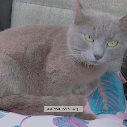 Photo 1/1 Schanelle Chat perdu à Saint vallier