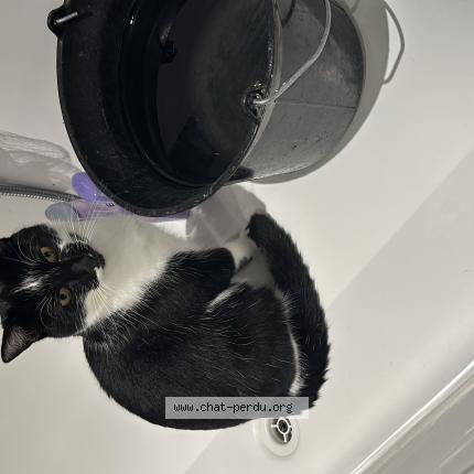 Photo 1/1 Chat retrouvé Perdu à Marly