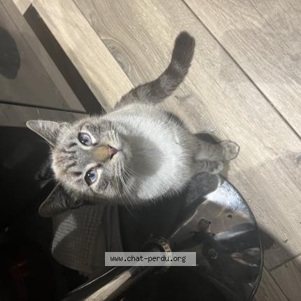 Photo 1/1 Chat retrouvé Perdu à Marseille