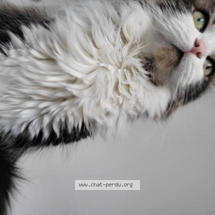 Photo 1/1 Chat retrouvé Perdu à Maisons laffitte