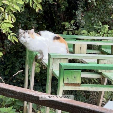 Photo 1/1 Chat trouvé Trouvé à Warmerille