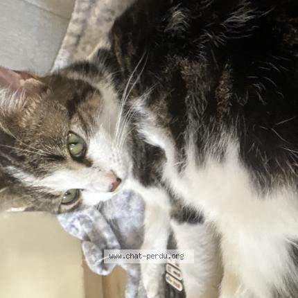 Photo 1/1 Chat trouvé Trouvé à Vitrolles