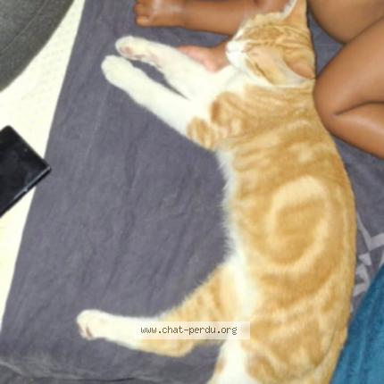 Photo 1/1 Garfield Chat perdu à Gonesse