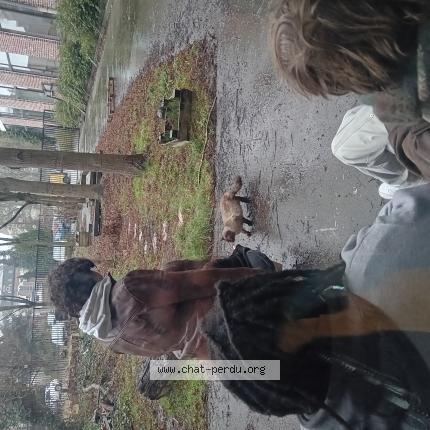 Photo 1/1 Chat trouvé Trouvé à Tourcoing