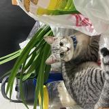 Photo de chat perdu à Singapore