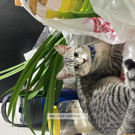 Photo 1/1 saiki Chat perdu à Singapore