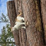 Photo de chat perdu à Blois