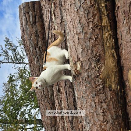 Photo 1/1 Fripouille Chat perdu à Blois
