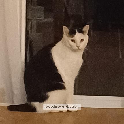 Photo 1/1 Chat retrouvé Perdu à Merignac