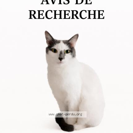 Photo 1/1 MOLLY Chat perdu à Betschdorf